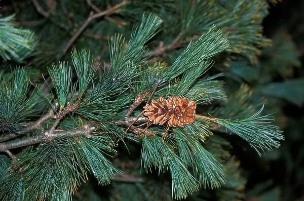 Tree - Macedonian Pine (Pinus peuce) Branch and cone