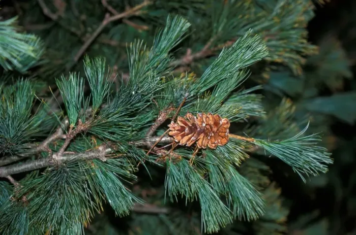 Framed Print : Tree - Macedonian Pine (Pinus peuce) Branch and cone Framed Print : Tree - Macedonian Pine (Pinus peuce) Branch and cone