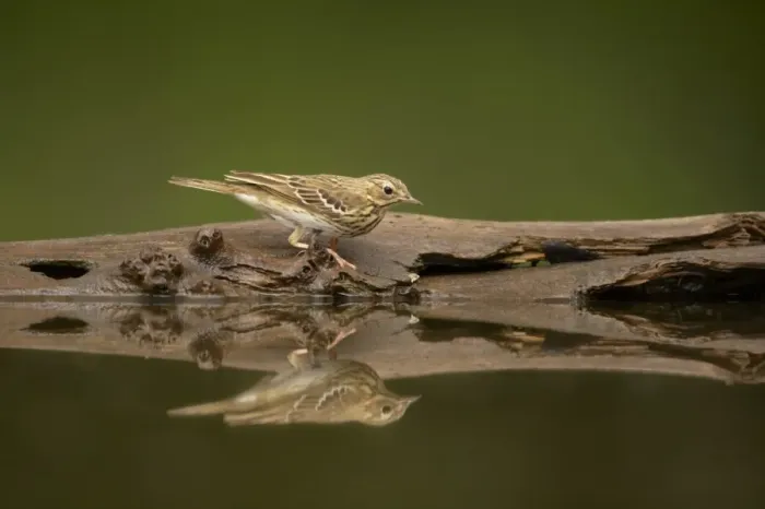 Framed Print : Tree Pipit (Anthus trivialis) adult, standing at edge of forest pool, Hungary Framed Print : Tree Pipit (Anthus trivialis) adult, standing at edge of forest pool, Hungary