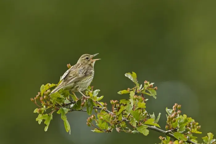Framed Print : Tree Pipit (Anthus trivialis) adult, singing, perched on hawthorn, Cotswolds, Gloucestershire, England, june
