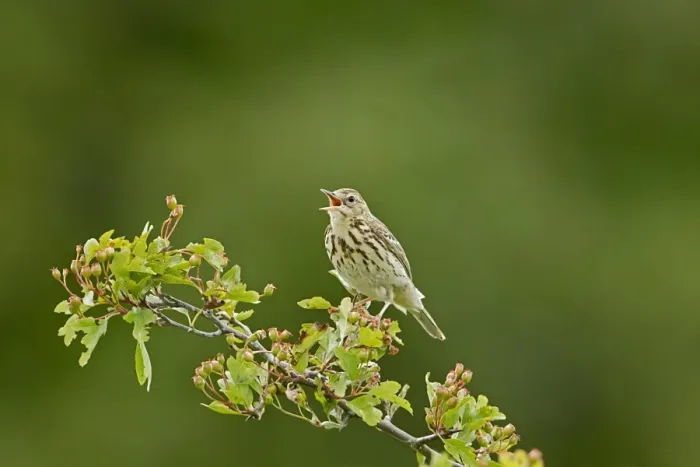 Framed Print : Tree Pipit (Anthus trivialis) adult, singing, perched on hawthorn, Cotswolds, Gloucestershire, England, june Framed Print : Tree Pipit (Anthus trivialis) adult, singing, perched on hawthorn, Cotswolds, Gloucestershire, England, june