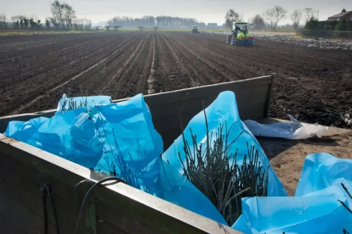 Framed Print : Tree planting, Rowan (Sorbus aucuparia) saplings in bags ready for planting in field Framed Print : Tree planting, Rowan (Sorbus aucuparia) saplings in bags ready for planting in field