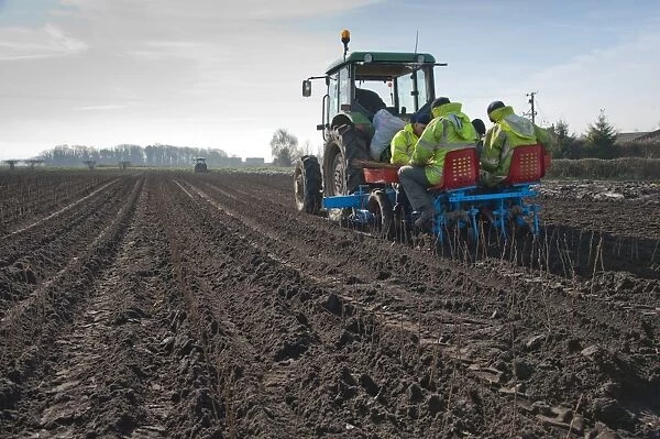 Tree planting, tractor and planting machine with people planting Common Alder (Alnus glutinosa) saplings in field