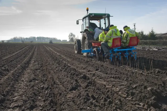 Framed Print : Tree planting, tractor and planting machine with people planting Common Alder (Alnus glutinosa) saplings in field Framed Print : Tree planting, tractor and planting machine with people planting Common Alder (Alnus glutinosa) saplings in field