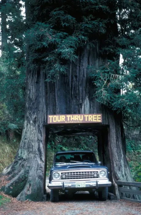 Framed Print : Tree - Redwood Californian (Sequoia sempervirens) Car driving through hole cut in tree Framed Print : Tree - Redwood Californian (Sequoia sempervirens) Car driving through hole cut in tree