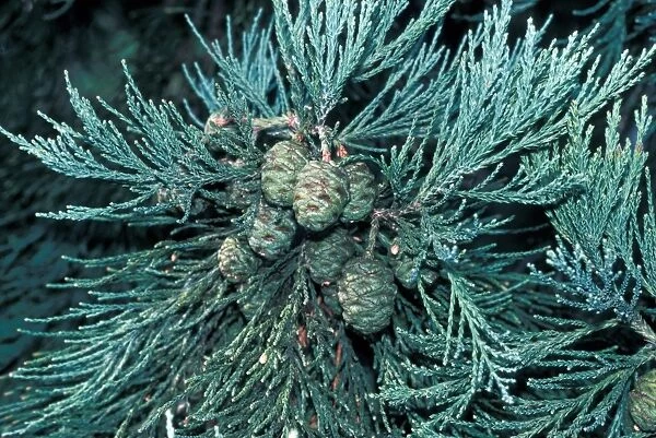 Tree - Redwood Giant(Sequoiadendron gigantea) Close-up of branch  /  female cones