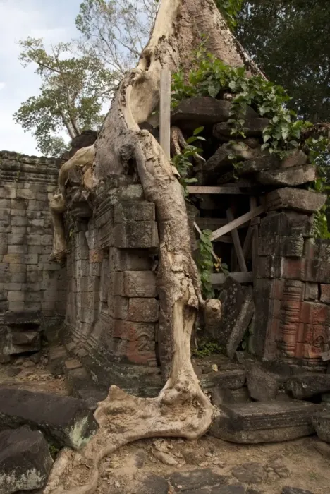 Framed Print : Tree roots growing over walls of Khmer temple ruins, Ta Prohm, Angkor, Siem Riep, Cambodia Framed Print : Tree roots growing over walls of Khmer temple ruins, Ta Prohm, Angkor, Siem Riep, Cambodia