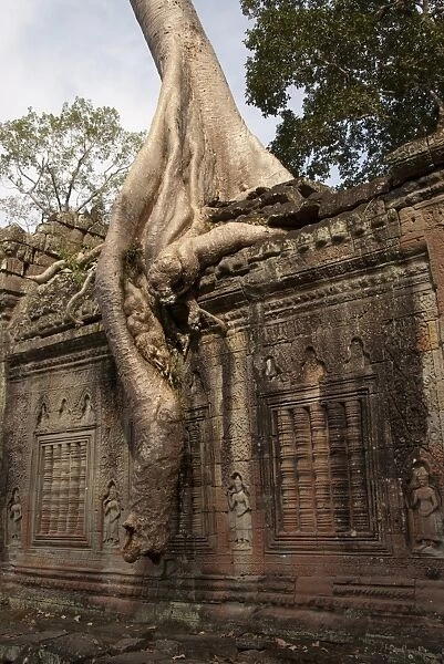 Tree roots growing over walls of Khmer temple ruins, Ta Prohm, Angkor, Siem Riep, Cambodia