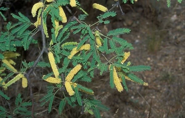 Tree-Screwbean Mesquite (Prosopis pubescens) Arizona Desert, USA