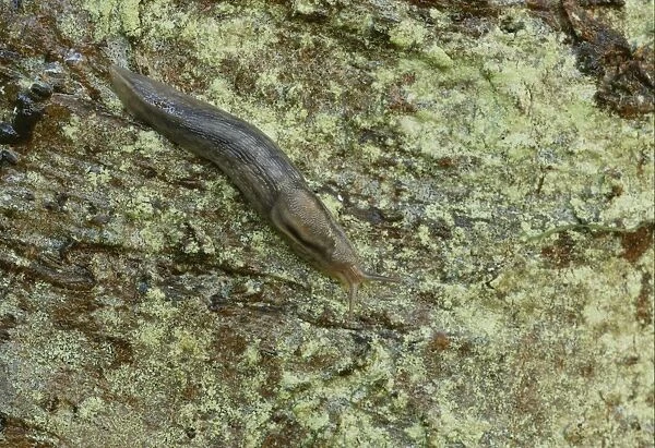 Tree Slug (Limax marginatus) adult, on damp tree trunk, Norfolk, England, September