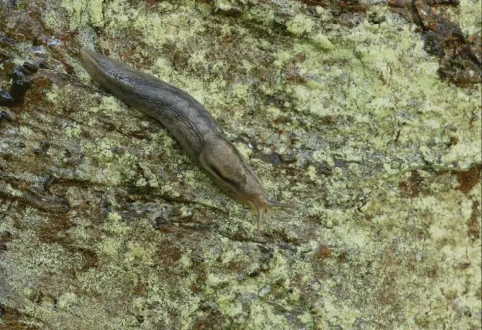Framed Print : Tree Slug (Limax marginatus) adult, on damp tree trunk, Norfolk, England, September Framed Print : Tree Slug (Limax marginatus) adult, on damp tree trunk, Norfolk, England, September
