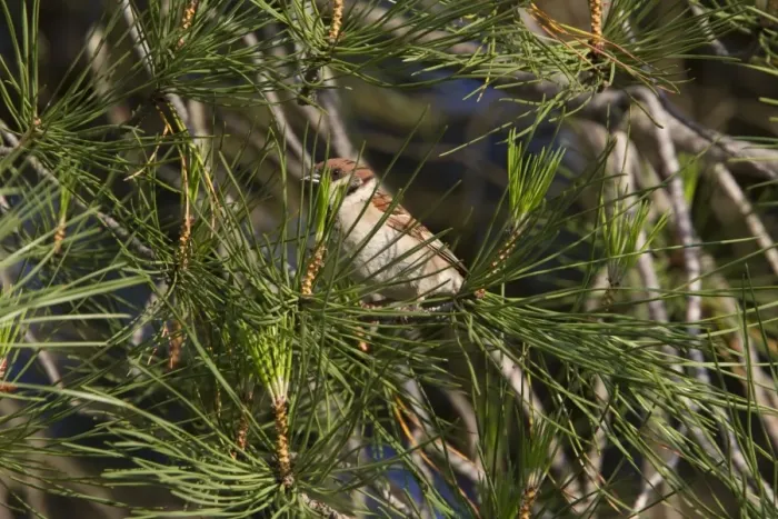 Framed Print : Tree Sparrow in Stone Pine tree - Spain
