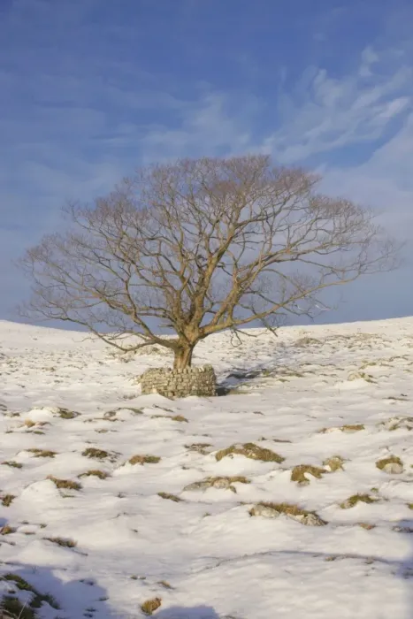 Framed Print : Tree with stone wall protection in snow, Malham Tarn, Malhamdale, Yorkshire Dales N. P Framed Print : Tree with stone wall protection in snow, Malham Tarn, Malhamdale, Yorkshire Dales N. P