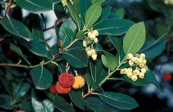 Tree - Strawberry (Arbutus unedo) close-up of branch with leaves & fruit