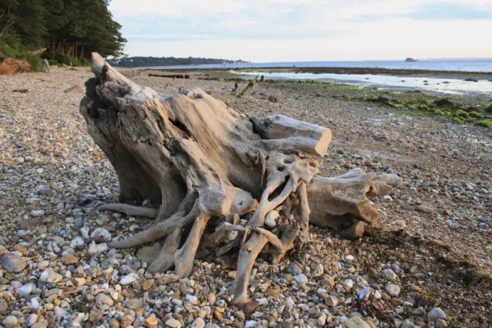Framed Print : Tree stump on beach with incoming tide at dawn, Bembridge, Isle of Wight, England, june Framed Print : Tree stump on beach with incoming tide at dawn, Bembridge, Isle of Wight, England, june