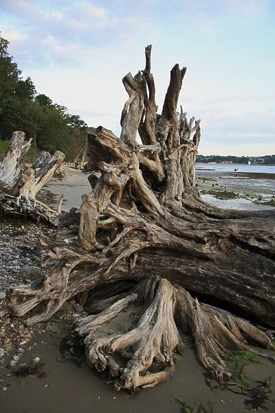 Tree stump on beach with incoming tide at dawn, Bembridge, Isle of Wight, England, june