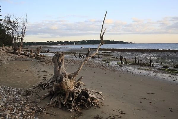 Tree stump on beach with incoming tide at dawn, Bembridge, Isle of Wight, England, june