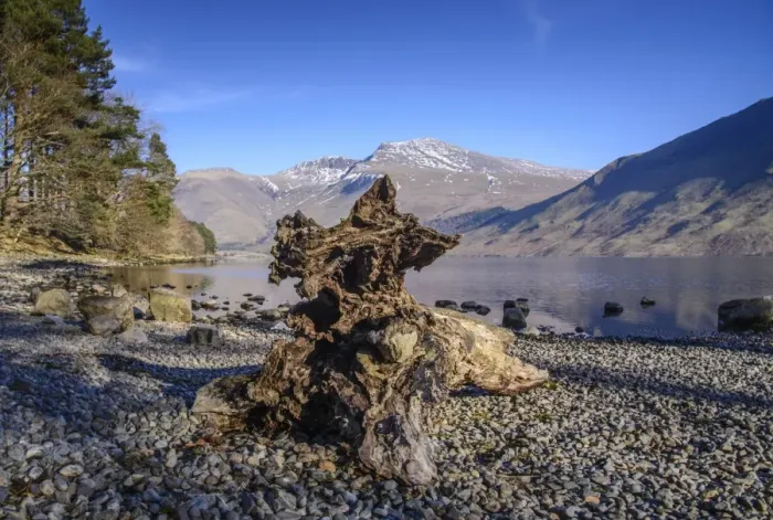 Framed Print : Tree stump on shore of lake in over-deepened glacial valley, deepest lake in England at 79 metres (258 feet) Framed Print : Tree stump on shore of lake in over-deepened glacial valley, deepest lake in England at 79 metres (258 feet)