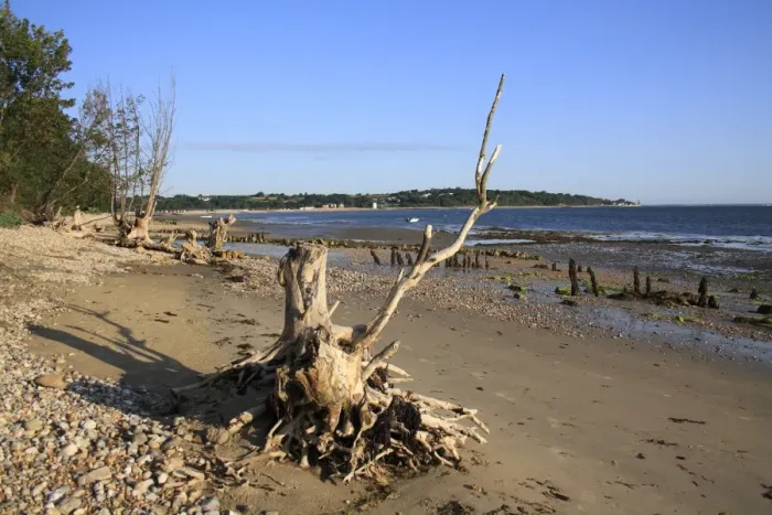 Framed Print : Tree stumps on beach with incoming tide, Bembridge, Isle of Wight, England, june