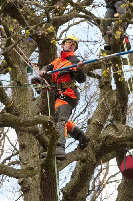 Framed Print : Tree surgeon working in deciduous tree, Norfolk, England, April Framed Print : Tree surgeon working in deciduous tree, Norfolk, England, April