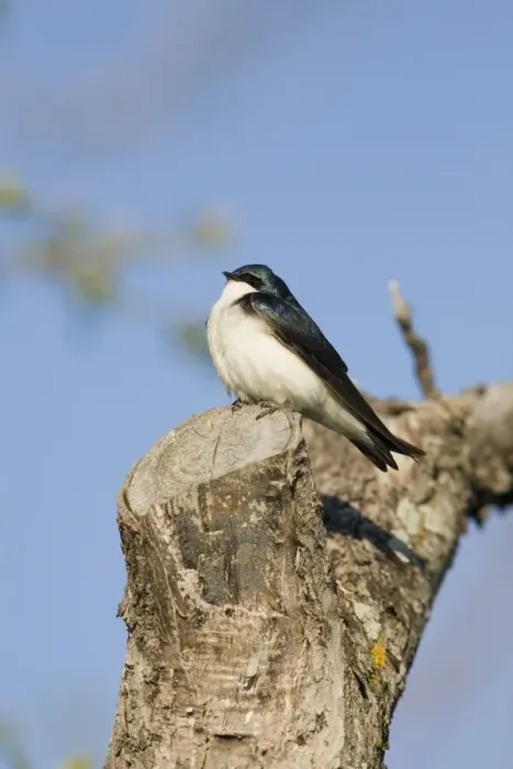 Framed Print : Tree Swallow (Tachycineta bicolor) adult male, sunbathing, perched on cut branch in morning sunshine, North Dakota, U. S. A. may