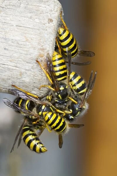 Tree Wasp (Dolichovespula sylvestris) adult males and new queens, mass emergence from nest entrance, Powys, Wales