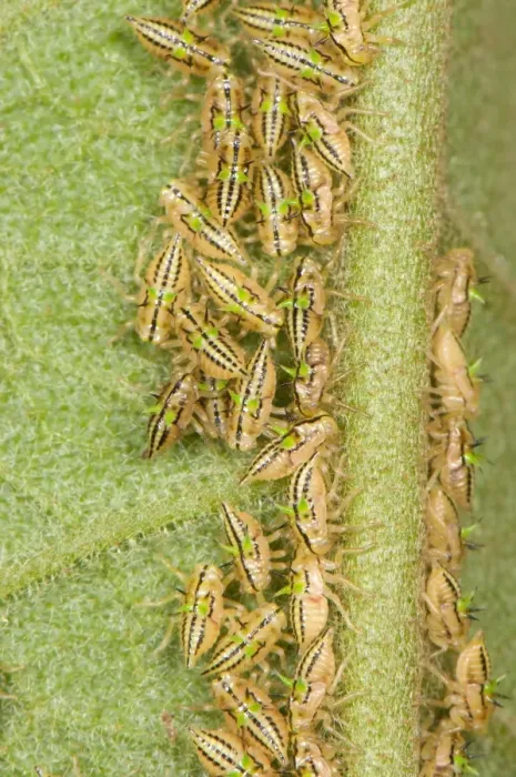 Framed Print : Treehopper (Membracidae sp. ) young nymphae, clutched together and feeding on leaf, Manu Road, Departemento Cuzco Framed Print : Treehopper (Membracidae sp. ) young nymphae, clutched together and feeding on leaf, Manu Road, Departemento Cuzco