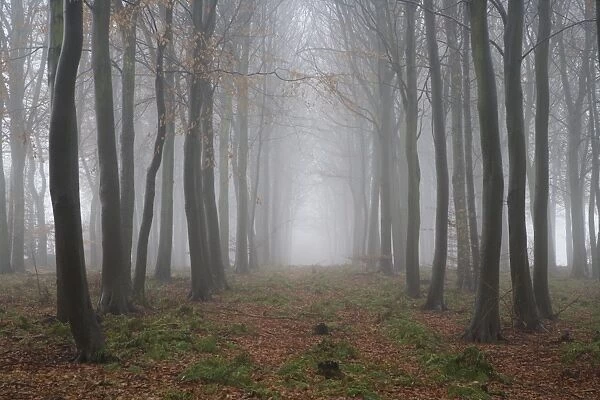 Trees in deciduous woodland shrouded with freezing fog, Gilling Wood, near Ampleforth, North Yorkshire, England