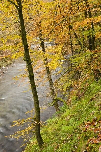 Trees with leaves in autumn colour, growing on steep slope of riverbank, Marsh Bridge, River Barle, near Dulverton