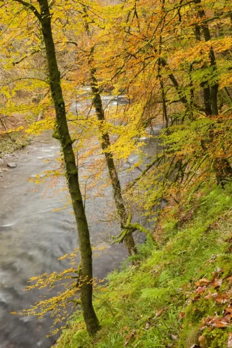 Framed Print : Trees with leaves in autumn colour, growing on steep slope of riverbank, Marsh Bridge, River Barle, near Dulverton