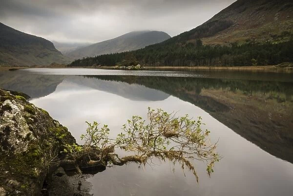 Trees and mountains reflected in lake, Cummeenduff Lake, Black Valley, Macgillycuddys Reeks, Killarney, County Kerry