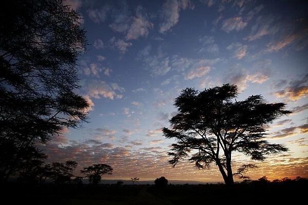Trees silhouetted at sunrise, Lake Nakuru N. P. Great Rift Valley, Kenya, January