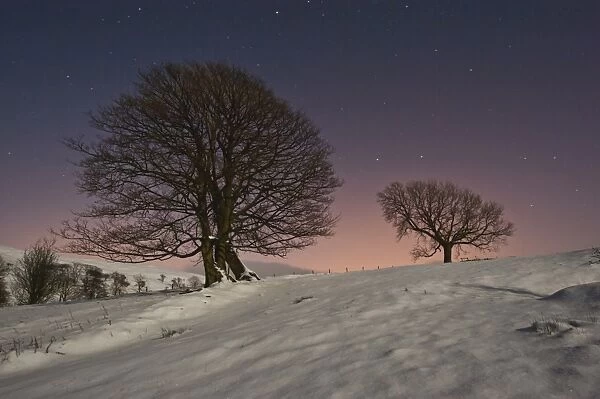 Trees and snow by moonlight at night, Dinkling Green Farm, Whitewell, Clitheroe, Lancashire, England, february