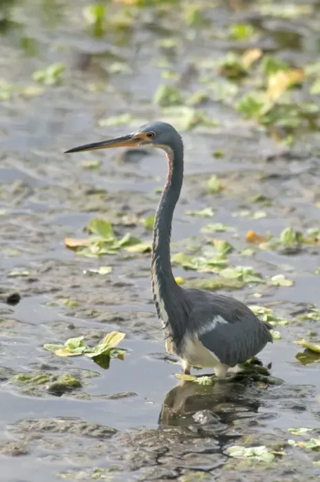 Framed Print : Tricoloured Heron (Egretta tricolor) adult, wading in water, Florida, U. S. A. november Framed Print : Tricoloured Heron (Egretta tricolor) adult, wading in water, Florida, U. S. A. november