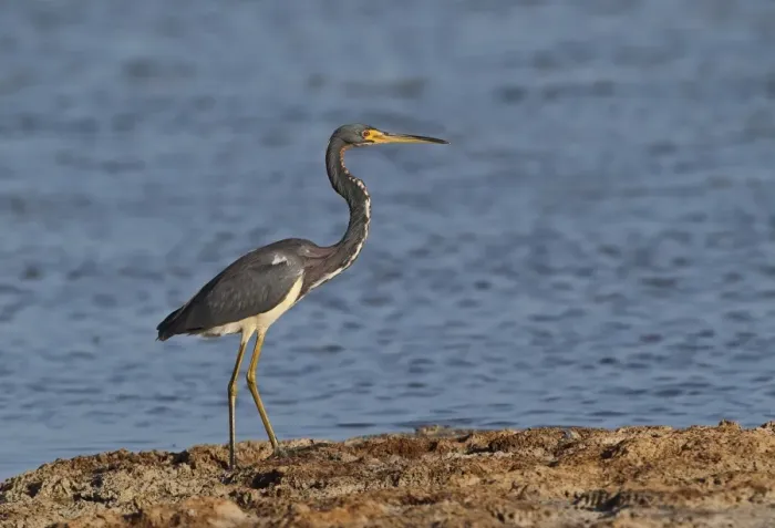 Framed Print : Tricoloured Heron (Egretta tricolor ruficollis) adult, standing beside coastal lagoon, Zapata Peninsula