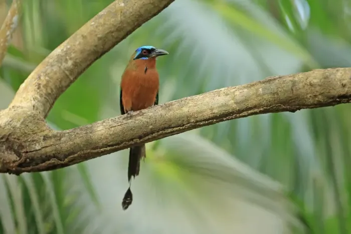 Framed Print : Trinidad Motmot (Momotus bahamensis) adult, perched on branch, Trinidad and Tobago, April Framed Print : Trinidad Motmot (Momotus bahamensis) adult, perched on branch, Trinidad and Tobago, April