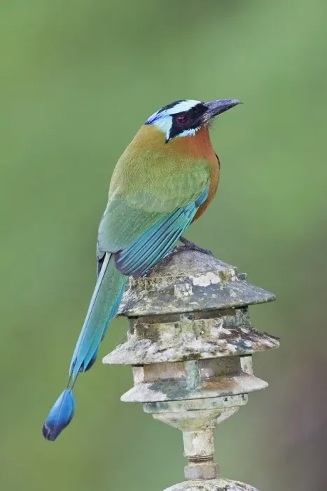 Framed Print : Trinidad Motmot (Momotus bahamensis) adult, perched on light fitting, Tobago, Trinidad and Tobago, November