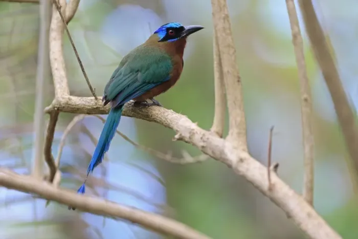 Framed Print : Trinidad Motmot (Momotus bahamensis) adult, perched on branch, Tobago, Trinidad and Tobago, May Framed Print : Trinidad Motmot (Momotus bahamensis) adult, perched on branch, Tobago, Trinidad and Tobago, May