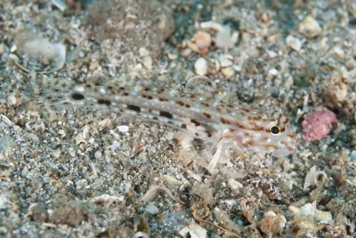 Framed Print : Triplespot Goby (Oplopomus caninoides) adult, camouflaged on sand, Lembeh Straits, Sulawesi, Sunda Islands, Indonesia