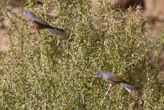 Framed Print : Tristrams Warbler (Sylvia deserticola) adult pair, perched on bush, Morocco, March Framed Print : Tristrams Warbler (Sylvia deserticola) adult pair, perched on bush, Morocco, March