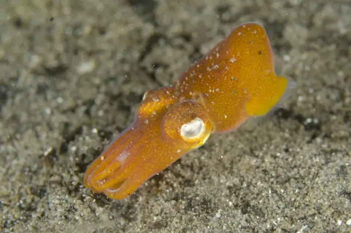 Framed Print : Tropical Bottletail Squid (Sepiadarium kochi) adult, swimming over sand, Horseshoe Bay, Nusa Kode, Rinca Island