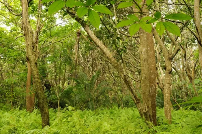 Framed Print : Tropical forest interior, habitat of Zanzibar Red Colobus (Procolobus kirkii), Jozani Forest, Zanzibar, Tanzania