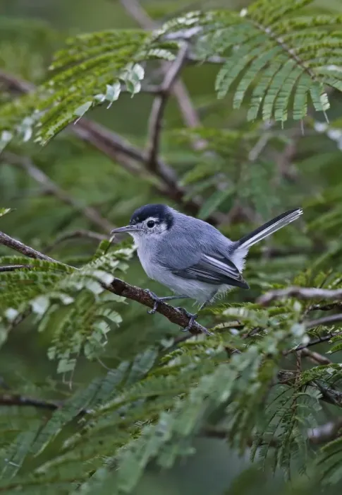 Framed Print : Tropical Gnatcatcher (Polioptila plumbea superciliaris) adult male, perched on twig, Canopy Lodge, Panama, October Framed Print : Tropical Gnatcatcher (Polioptila plumbea superciliaris) adult male, perched on twig, Canopy Lodge, Panama, October