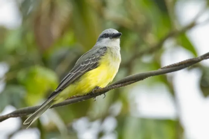 Framed Print : Tropical Kingbird (Tyrannus melancholicus) adult, perched on wire in rainforest, Ecuador, November Framed Print : Tropical Kingbird (Tyrannus melancholicus) adult, perched on wire in rainforest, Ecuador, November