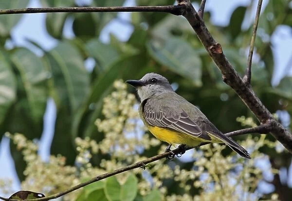 Tropical Kingbird (Tyrannus melancholicus satrapa) adult, perched on twig, Chagres River, Panama, November
