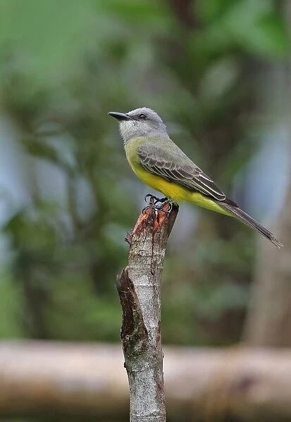Tropical Kingbird (Tyrannus melancholicus satrapa) adult, perched on post, Chagres River, Panama, November