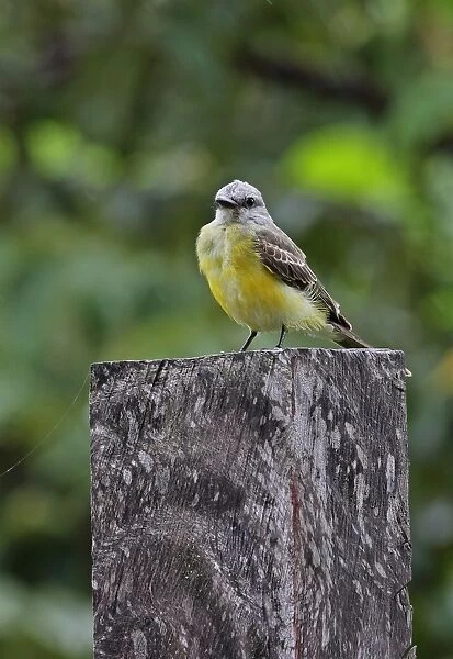 Tropical Kingbird (Tyrannus melancholicus satrapa) immature, perched on post, Juan Hombron, Panama, October