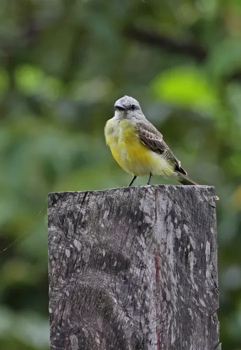 Framed Print : Tropical Kingbird (Tyrannus melancholicus satrapa) immature, perched on post, Juan Hombron, Panama, October Framed Print : Tropical Kingbird (Tyrannus melancholicus satrapa) immature, perched on post, Juan Hombron, Panama, October