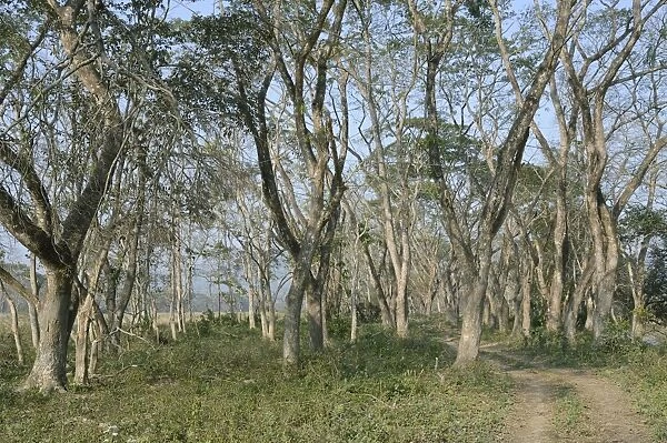 Tropical moist broadleaf forest habitat, Kaziranga N. P. Assam, India, January