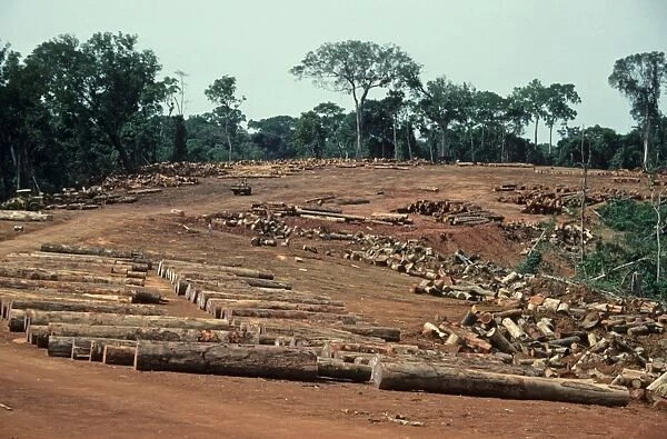 Tropical moist forest destruction, felled tree trunks and logs in logging camp, Upper Guinean Forest, Liberia